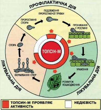 topsin2.jpg